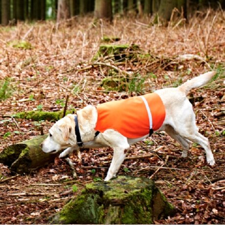 Жилет для собаки Dog waistcoat Orange