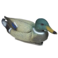 Кряква (селезень)